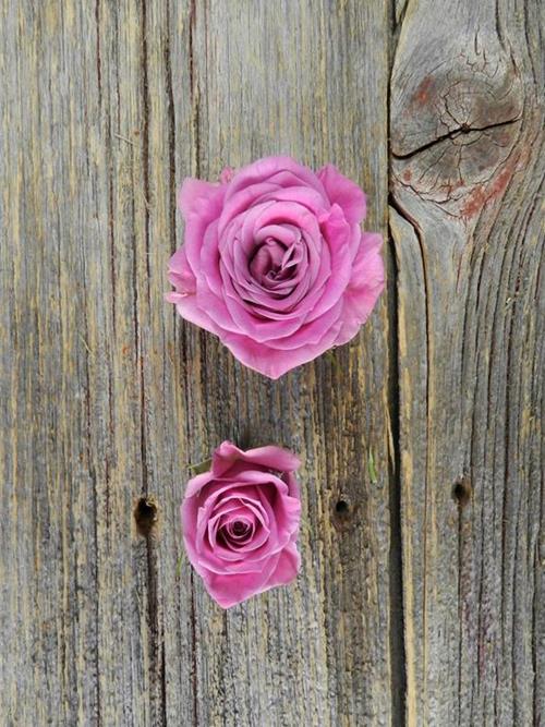  LAVENDER SPRAY ROSES